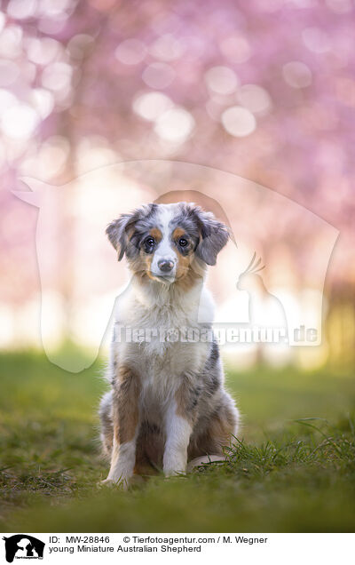 junger Miniature Australian Shepherd / young Miniature Australian Shepherd / MW-28846