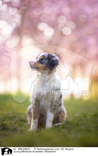 junger Miniature Australian Shepherd / young Miniature Australian Shepherd / MW-28847