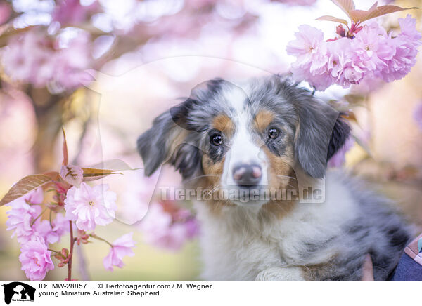 junger Miniature Australian Shepherd / young Miniature Australian Shepherd / MW-28857