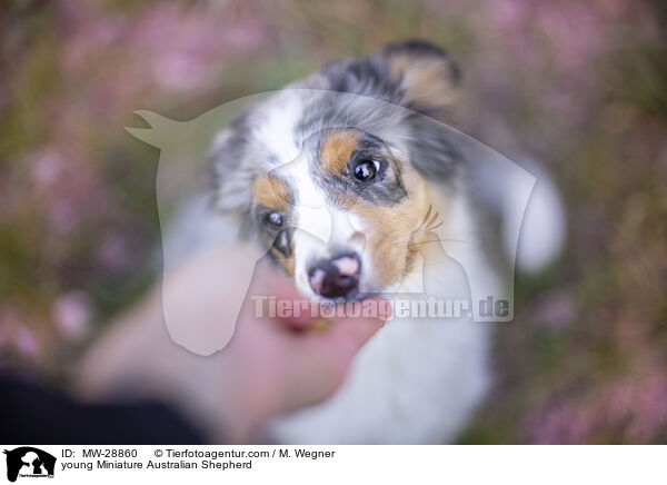 junger Miniature Australian Shepherd / young Miniature Australian Shepherd / MW-28860