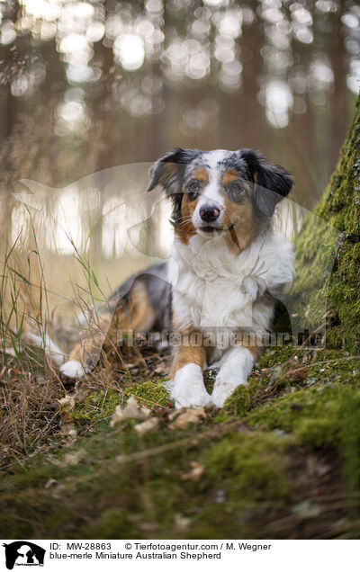 blue-merle Miniature Australian Shepherd / blue-merle Miniature Australian Shepherd / MW-28863