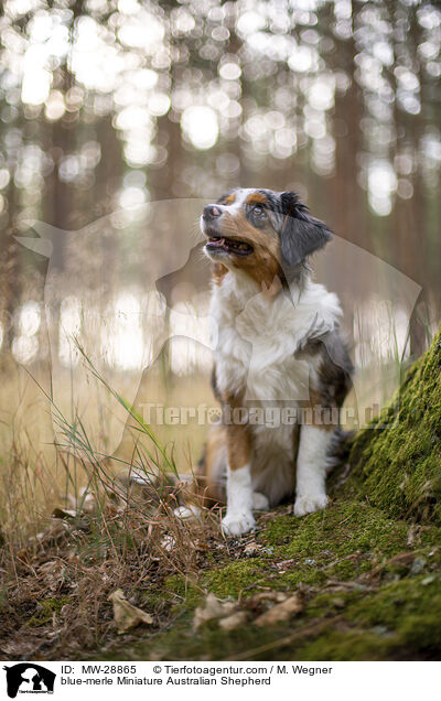 blue-merle Miniature Australian Shepherd / blue-merle Miniature Australian Shepherd / MW-28865