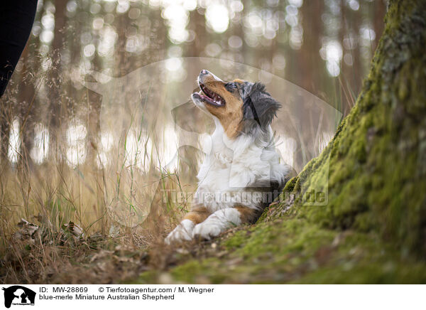 blue-merle Miniature Australian Shepherd / blue-merle Miniature Australian Shepherd / MW-28869