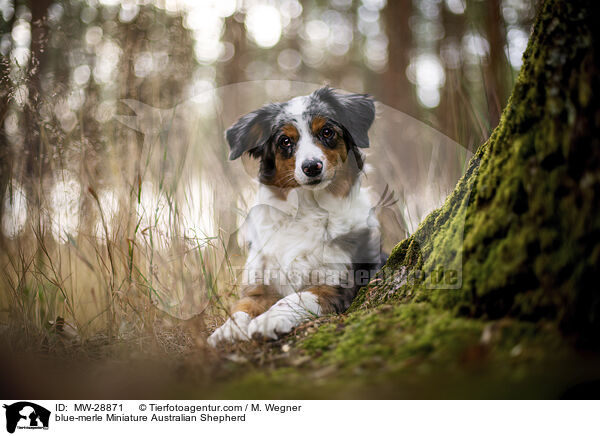 blue-merle Miniature Australian Shepherd / blue-merle Miniature Australian Shepherd / MW-28871