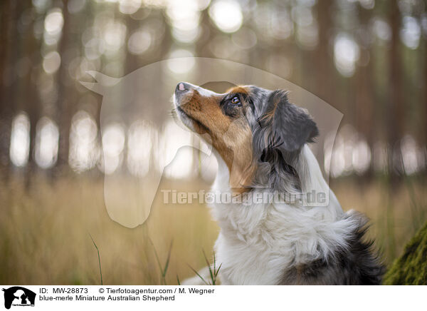 blue-merle Miniature Australian Shepherd / blue-merle Miniature Australian Shepherd / MW-28873