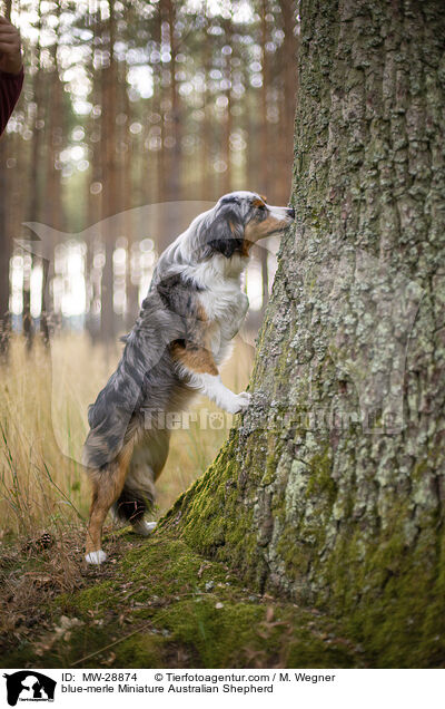 blue-merle Miniature Australian Shepherd / blue-merle Miniature Australian Shepherd / MW-28874