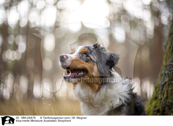 blue-merle Miniature Australian Shepherd / blue-merle Miniature Australian Shepherd / MW-28876