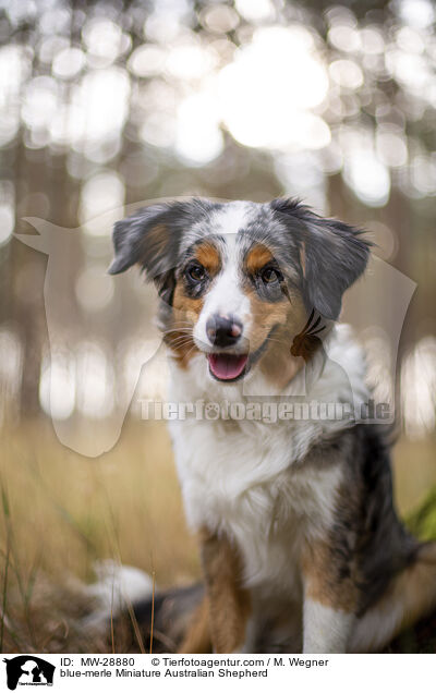 blue-merle Miniature Australian Shepherd / blue-merle Miniature Australian Shepherd / MW-28880