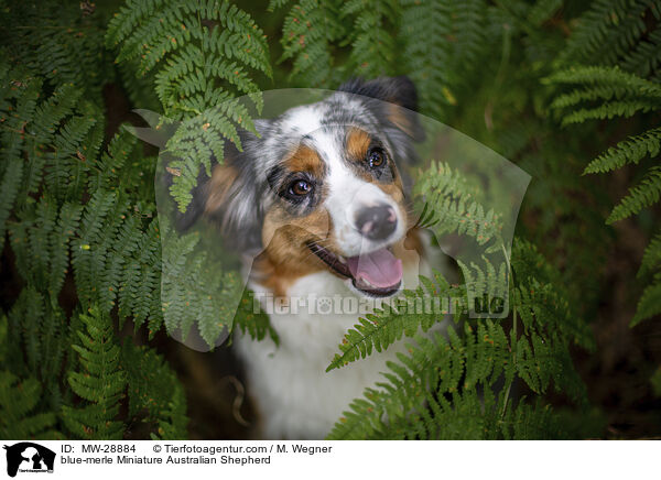 blue-merle Miniature Australian Shepherd / blue-merle Miniature Australian Shepherd / MW-28884