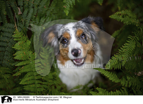 blue-merle Miniature Australian Shepherd / blue-merle Miniature Australian Shepherd / MW-28889