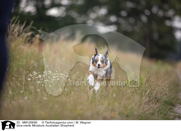 blue-merle Miniature Australian Shepherd / blue-merle Miniature Australian Shepherd / MW-28896