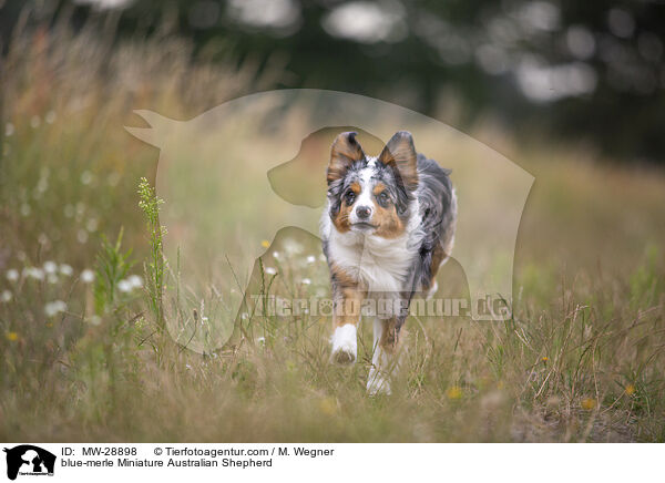 blue-merle Miniature Australian Shepherd / blue-merle Miniature Australian Shepherd / MW-28898