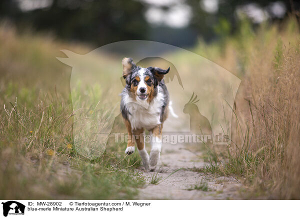 blue-merle Miniature Australian Shepherd / blue-merle Miniature Australian Shepherd / MW-28902