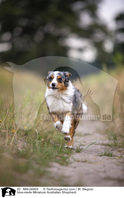 blue-merle Miniature Australian Shepherd / blue-merle Miniature Australian Shepherd / MW-28909