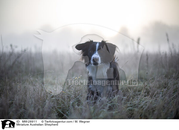 Miniature Australian Shepherd / Miniature Australian Shepherd / MW-28911