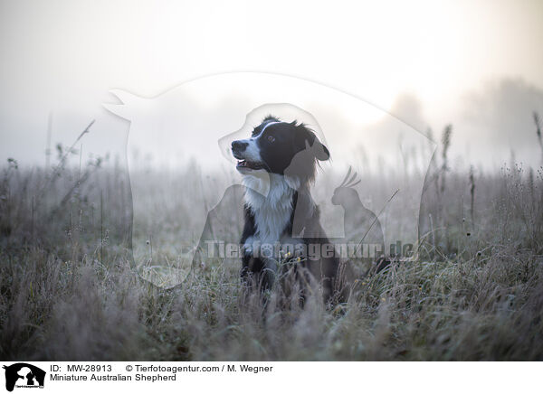 Miniature Australian Shepherd / Miniature Australian Shepherd / MW-28913