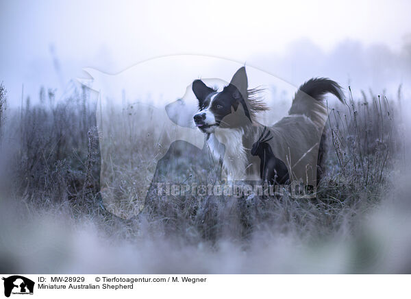 Miniature Australian Shepherd / Miniature Australian Shepherd / MW-28929