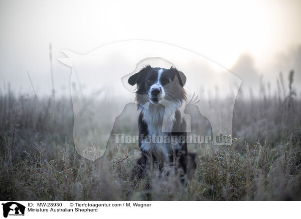 Miniature Australian Shepherd / Miniature Australian Shepherd / MW-28930