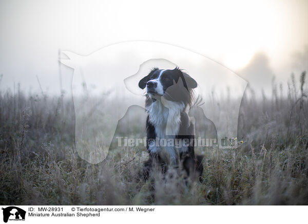 Miniature Australian Shepherd / Miniature Australian Shepherd / MW-28931