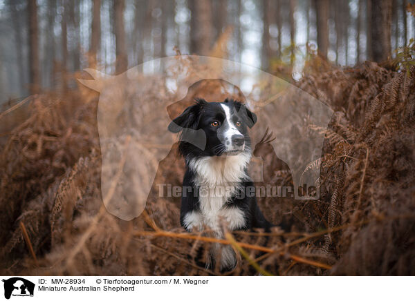 Miniature Australian Shepherd / Miniature Australian Shepherd / MW-28934