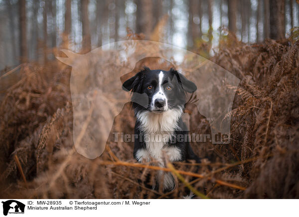 Miniature Australian Shepherd / Miniature Australian Shepherd / MW-28935