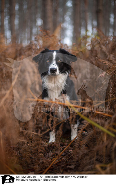 Miniature Australian Shepherd / Miniature Australian Shepherd / MW-28936