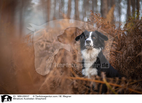 Miniature Australian Shepherd / Miniature Australian Shepherd / MW-28937