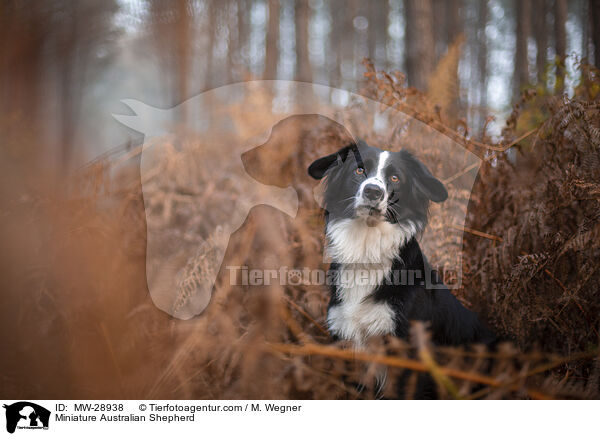 Miniature Australian Shepherd / Miniature Australian Shepherd / MW-28938