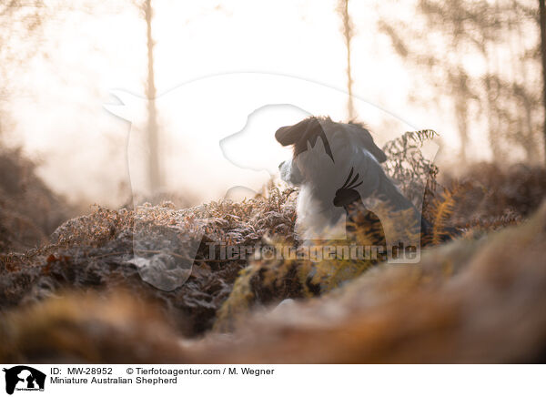 Miniature Australian Shepherd / Miniature Australian Shepherd / MW-28952