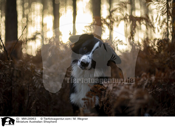 Miniature Australian Shepherd / Miniature Australian Shepherd / MW-28963