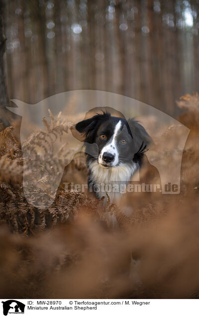 Miniature Australian Shepherd / Miniature Australian Shepherd / MW-28970