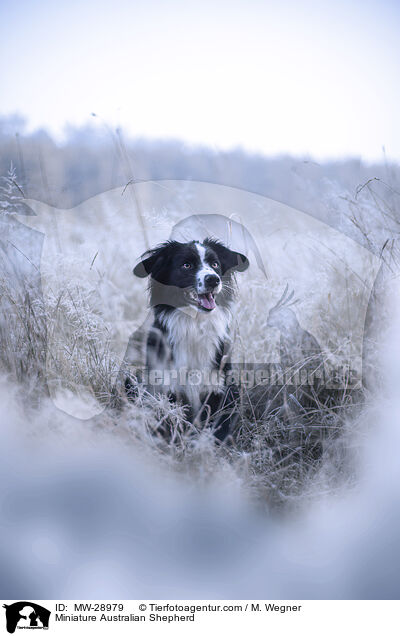 Miniature Australian Shepherd / Miniature Australian Shepherd / MW-28979