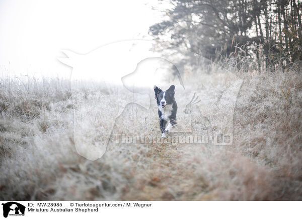 Miniature Australian Shepherd / Miniature Australian Shepherd / MW-28985