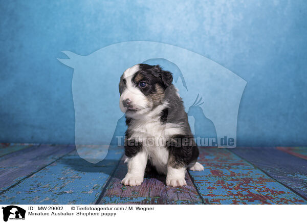 Miniature Australian Shepherd Welpe / Miniature Australian Shepherd puppy / MW-29002