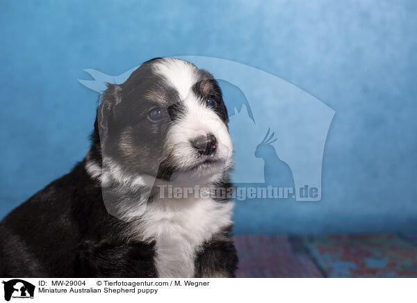 Miniature Australian Shepherd Welpe / Miniature Australian Shepherd puppy / MW-29004