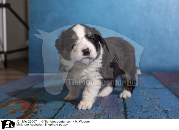 Miniature Australian Shepherd Welpe / Miniature Australian Shepherd puppy / MW-29007