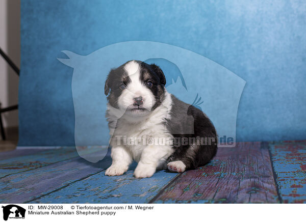 Miniature Australian Shepherd puppy / MW-29008