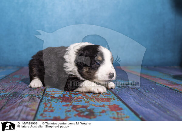 Miniature Australian Shepherd Welpe / Miniature Australian Shepherd puppy / MW-29009