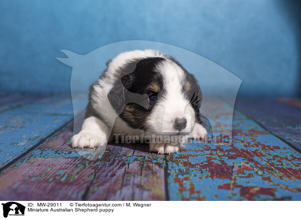 Miniature Australian Shepherd puppy / MW-29011