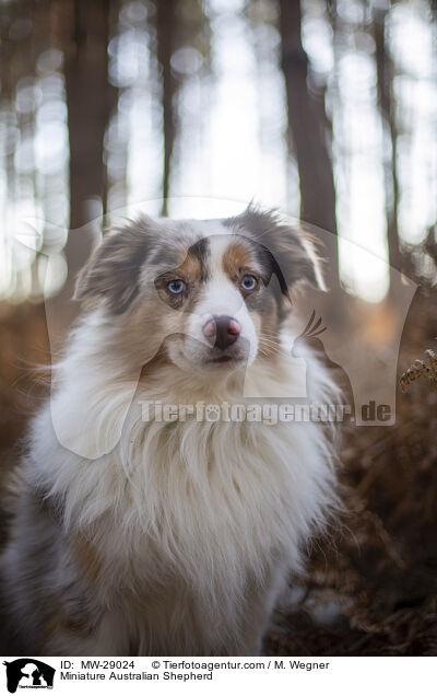 Miniature Australian Shepherd / Miniature Australian Shepherd / MW-29024