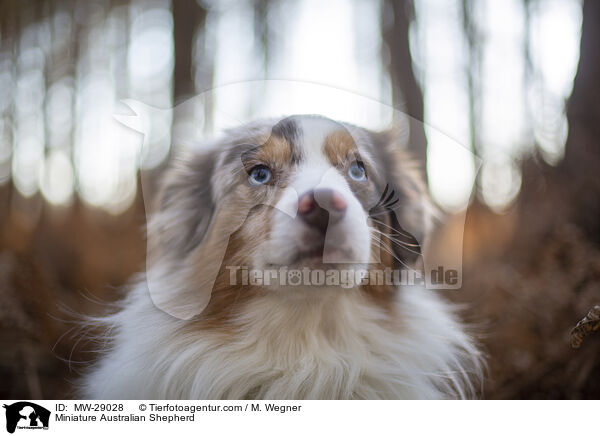 Miniature Australian Shepherd / Miniature Australian Shepherd / MW-29028