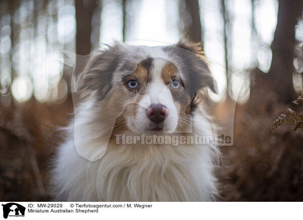 Miniature Australian Shepherd / Miniature Australian Shepherd / MW-29029