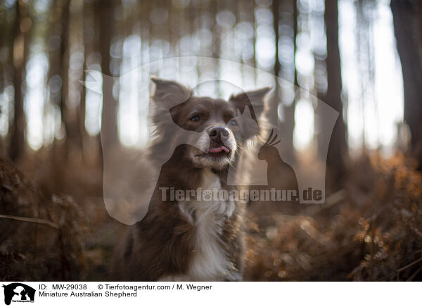 Miniature Australian Shepherd / Miniature Australian Shepherd / MW-29038