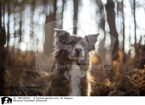 Miniature Australian Shepherd / Miniature Australian Shepherd / MW-29039