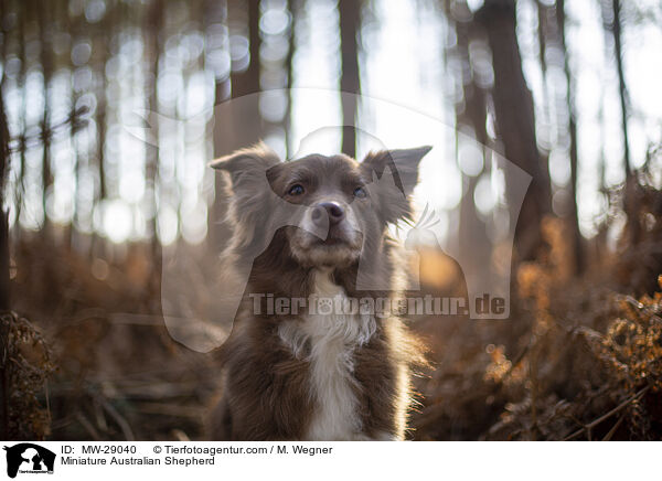 Miniature Australian Shepherd / Miniature Australian Shepherd / MW-29040