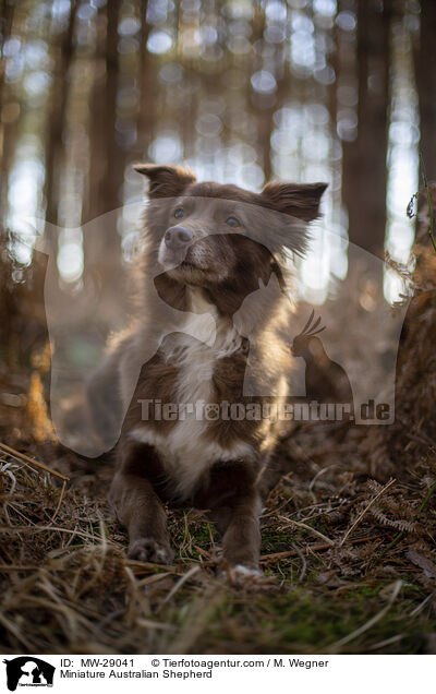 Miniature Australian Shepherd / Miniature Australian Shepherd / MW-29041