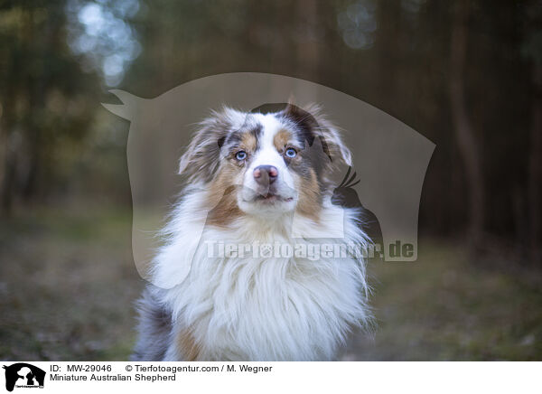 Miniature Australian Shepherd / Miniature Australian Shepherd / MW-29046