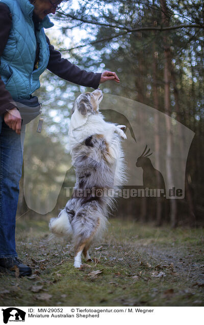 Miniature Australian Shepherd / Miniature Australian Shepherd / MW-29052