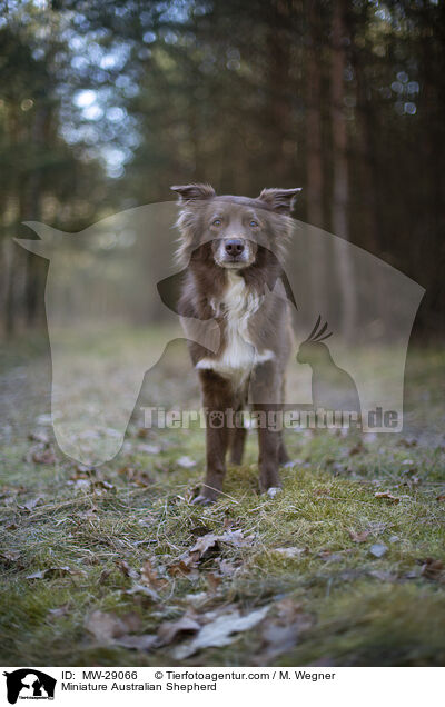 Miniature Australian Shepherd / Miniature Australian Shepherd / MW-29066