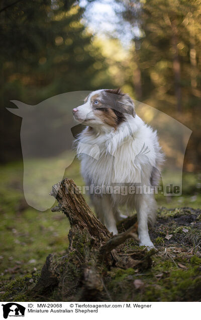 Miniature Australian Shepherd / Miniature Australian Shepherd / MW-29068